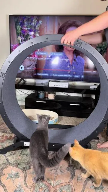 THEY LOVE IT 😍 #cats #catlover #cattok #catsoftiktok #petsoftiktok 