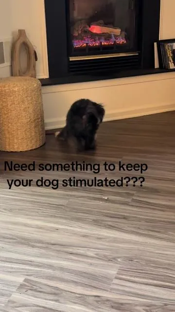 This toy tires him out daily!! #dogtoys #cattoys #interactivedogtoy #interactivecattoy #dogsoftiktok 