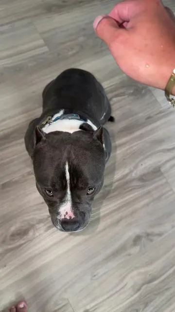 This actually worked for my dog no more itching or ear infections #dogcaretips #doglover #americanbully #pocketbully #yeastinfections 