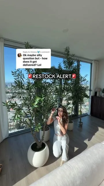 Replying to @Ximena 🦋 easy to assemble this olive tree that is FINALLY restocked on their 7ft & 8ft sizes! And they’re having a huge sale today (at the time of me posting this) 🤩🤍 I have 9ft ceilings so I got the 8ft Olive tree! #tiktokshophome #olivetree #artificialolivetree #tiktokshophomefinds #tiktokshopcreatorpicks 