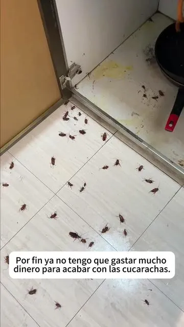 A Cockroach Exterminator Suitable for Every Household#roachkiller #cockroach #pest #pestcontrol #tiktokshop 