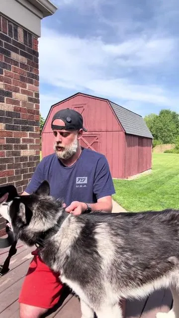 Tired of your dog slipping out of collars? Sick of dealing with those harnesses that are so hard to put on?? Then you need this @ShawnCo essential dog harness!  #dogharness #harness #dogsoftiktok #huskylife #dogwalk 