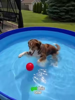 ⚡️ The biggest pool I’ve seen for half the price of my old one. 😱 No inflating, just unfold and fill. Your dog (and wallet) will thank you! 🐕💸 #dogpool #SummerDeals #tiktokshop #dogparents #usa 