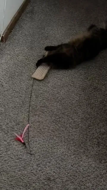 Cat toy that saves your couch and additionally makes your cat extremely happy #catsoftiktok #cattoy #catnails #catlover #cattok 