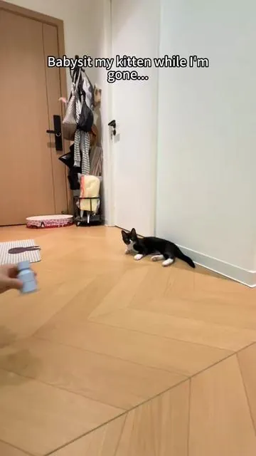 #SummerVibes #catlover #cat #cattoys #catsoftiktok 