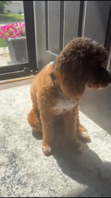 @COLDEST’s newest pupfluencer #coldest #coldestambassador #coldestwater #summervibes #coldie 