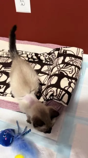 Perfection for this little girl! Love a raised feeding station especially for our special needs friends! #tiktokshop #cat 