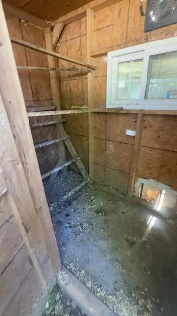 Keep the chicken safe #chicken #backyardchickens 