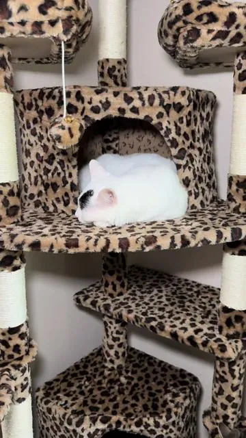 I love the space saving design of this 73 inch tall corner cat tree from @HOOMIC! Plenty of room for plenty of cats! Check it out! #cattree #catsoftiktok #catlover #catproducts #motherofcats 
