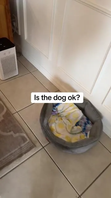 This calms her down so quick! @TherapetMD #therapet #dog 