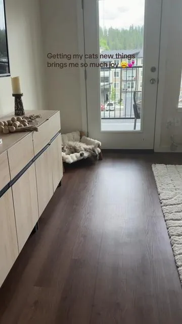 This lil pet couch is ADORABLE! And my cat is HUGE so it goes to show how much room there is #PetsOfTikTok #catbed #catsoftiktok #dealsforyoudays 