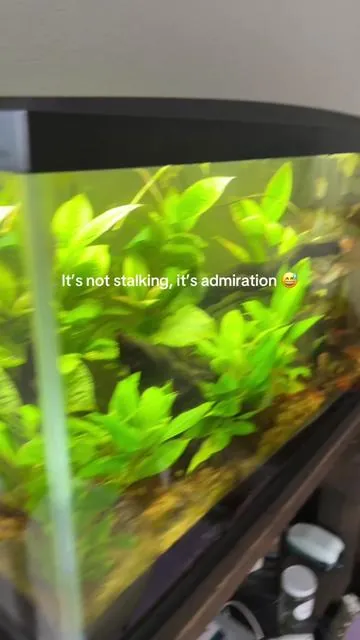 but fr easiest way to keep an eye on your fish while you’re out of town  #bettafish #aquariumhobby 