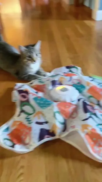 this toy is purrfect 🌟 for keeping my kitten Juno 🪐 entertained when im busy, she LOVES to play, and this toy eases my guilt of being a busy working cat mom! 🐈 💫  #TikTokCreatorSearchInsightsIncentive #kitten #cattoy #catenrichment #funnycat 
