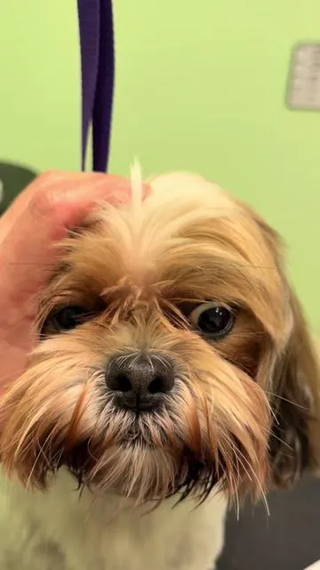 This little dog hair trimmer is so nice and useful. Great for maintaining areas like face, paws and sanitary on your pet nice and clean. @the best pleasure shop #doghairtrimmer #pethairtrimmer #doggrooming #doghairclipper #foryouu 