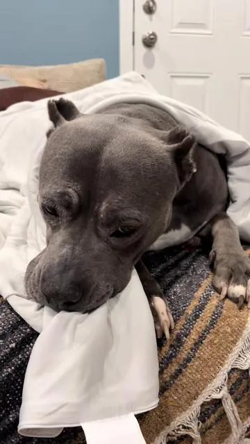 Thank you @Lesure Pet for Cleo’s new favorite blanket! It’s washable, breathable & cooling! Love it for both humans & pets alike! #tiktokshop #coolingblanket #dog 