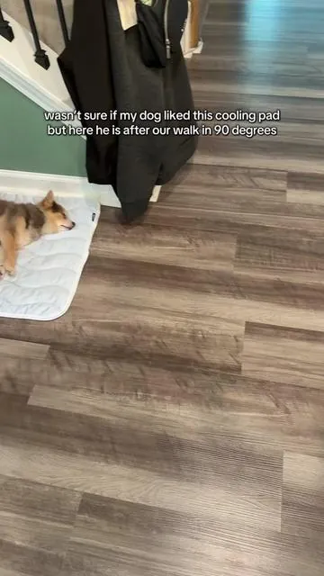 it actually is cool to the touch #dogmom #coolingpad #dogfinds 