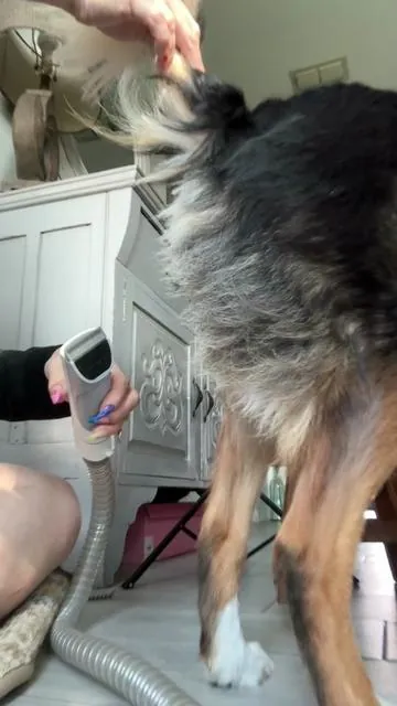 This is how we maintain our dog grooming session between her haircut appointments. #doggrooming #dealsforyoudays #SummerVibes #petgroomingvacuum #dogsoftiktok  