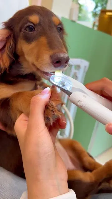If you’re wondering how to cut your dog’s nails and not hit the quick/bloodline, the answer is a nail clipper with a built in  light #dognailclipper #petnailclippers #nailclipperwithlight #doggrooming #nailclippingdogs 