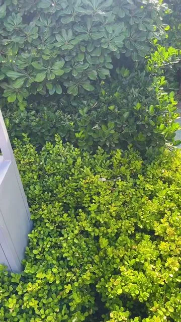 CINMOORE Wireless Smart Security camera outdoor #tiktokshop #summervibes☀️ #foryou #camera #outdoor 