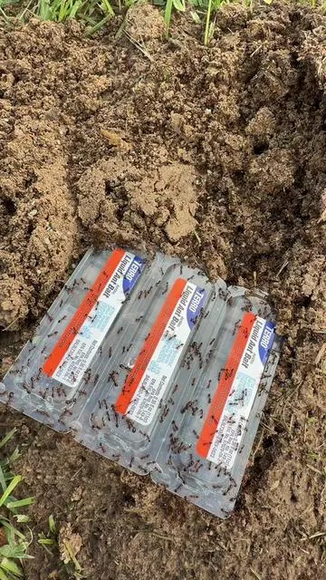 #AntTraps #AntBait #Ants #Anthill 