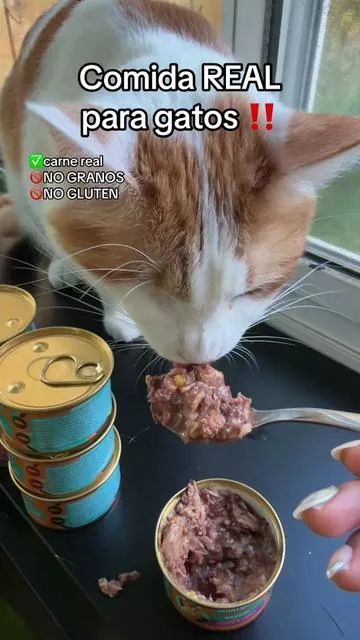 Comida Real para gatos / comida sólida para gatos @Solid Gold Pets #comidasolidagatos #catfood #comidagatos #DealsForYouDays #tiktokshopcreatorpicks 