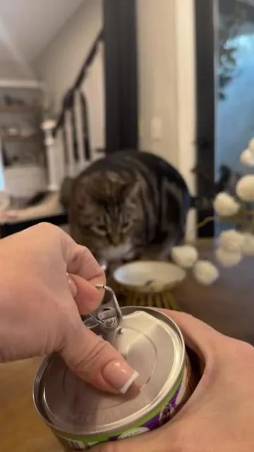 Jack took one sniff of the usual canned food and walked away. I thought he was a dry food only type of cat.  This Solid Gold canned food? Gone in minutes. 😂 If you have a picky cat, this one might be worth trying. #catfood #pickycats #catsoftiktok #dealsforyoudays #SummerVibes 