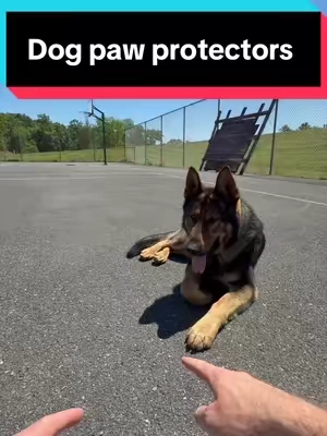 Better than dog shoes imo#dog #dogsoftiktok 
