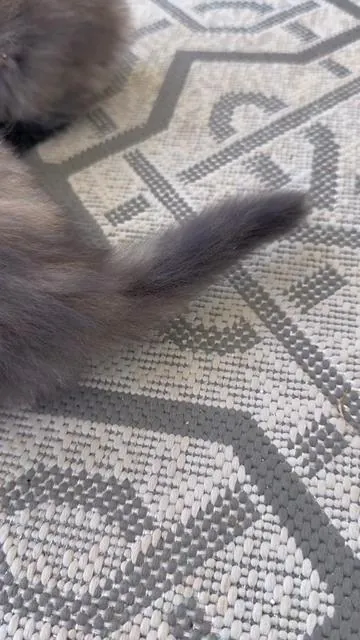 Allergic to cats but still have cats? 🐾 The kittens gave this their own five-star review… complete with meat shakes 😂 Pacagen’s technology neutralizes up to 98% of active cat allergens at the source, and it’s become part of our routine. #CatAllergies #AllergicToCats #CatOwners #CatAllergyRelief #penningtonpoint 