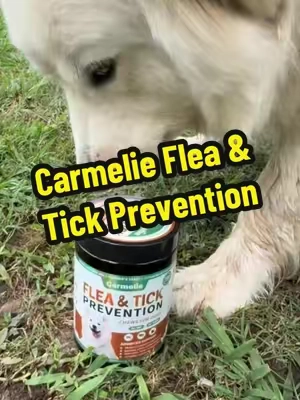 Fleas and Ticks are Bad This Year! Carmelie Flea & Tick Prevention Support Chews for Dogs #fleaandtickprevention, #dogsupplements, #TikTokShopCreatorPicks, #DealsForYouDays, #SummerWins 