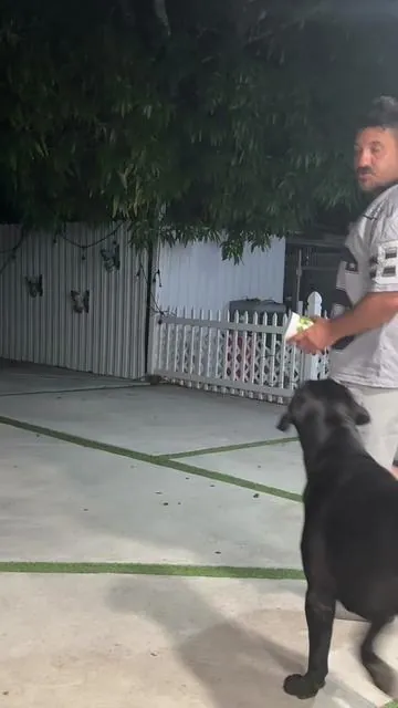 Ayuda a mantener a tu perro o gato más cómodo y protegido de los mosquitos 🦟 pulgas ácaros y garrapatas  #summervibes #tiktokshopsummerturnup #mascotas #dog #dogsoftiktok 