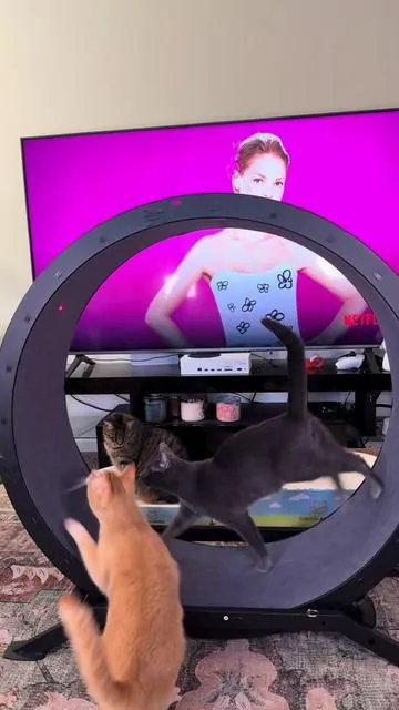 Omg 😭😭😭 #cats #catlover #cattok #catsoftiktok #petsoftiktok 