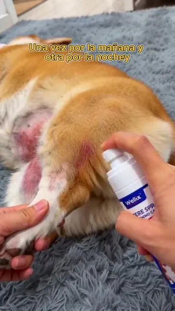 For pet-owning families,it’s better to be prepared than to be caught off guard #TikTokShopDealsforYouDays #SummerWins #petsoftiktok #dogsoftiktok #pethealth #petcare 
