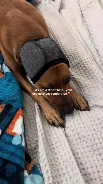 🐶🎆🇺🇸✨ #dogearmuffs #earmuffs #4thofjuly #doganxiety #dogsafety 