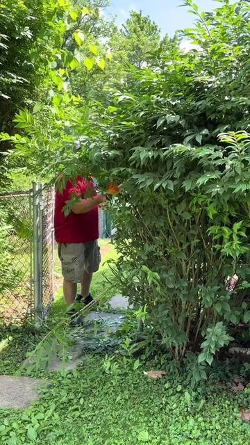 Cordless hedge trimmer #tools#landscape #diy#fathersday 