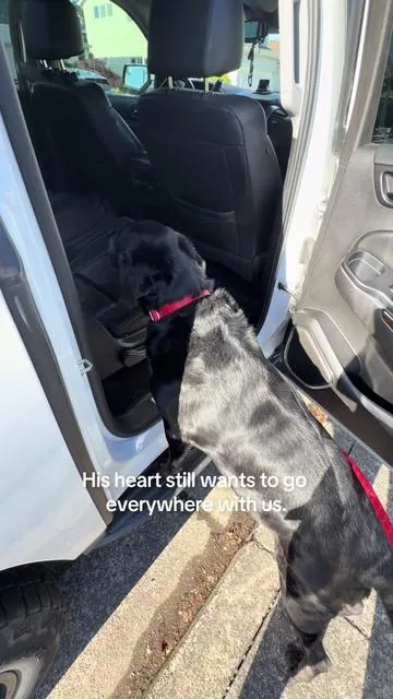 If you have a senior dog, big dog, or a dog with hip or joint issues, these foldable dog stairs are such a helpful car accessory. They make it easier for dogs to get into an SUV, truck, or backseat without jumping or being lifted. Zeke is around 100 pounds, so these dog steps have been a lifesaver for car rides. @Valuxe.us  #dealsforyoudays #seniordogs #dogstairs #bigdogs #dogmobility 