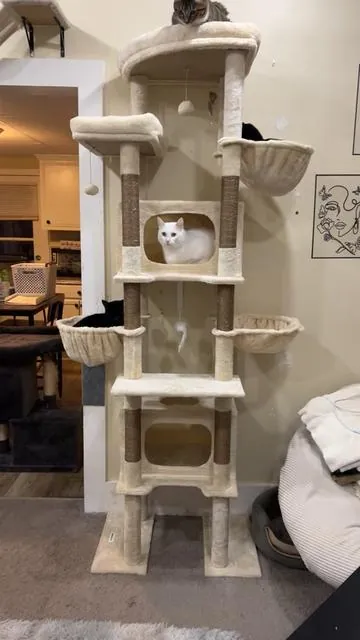 #catsoftiktok #catslovers #cat #fyp #adoptdontshop 
