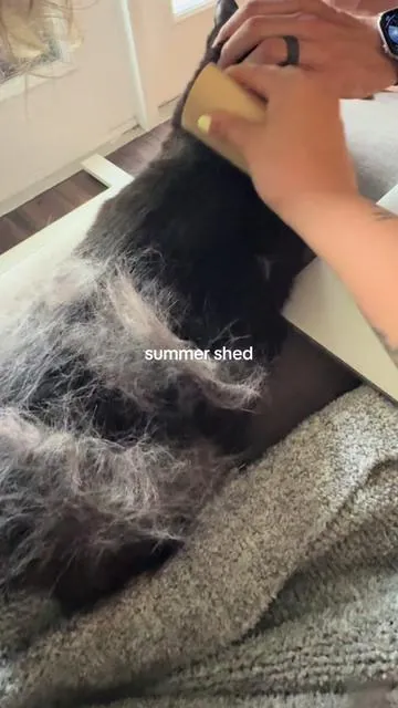 finally a brush that doesn’t make him run away 😅 #catsoftiktok #catgrooming #catbrush #catmom #blackcatsoftiktok 