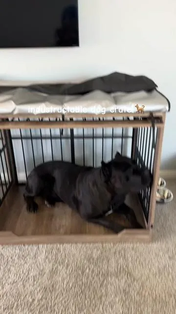 Big enough for big dogs  #SummerWins #TikTokShopDealsforYouDays #DealsForYouDays #dogcrate 
