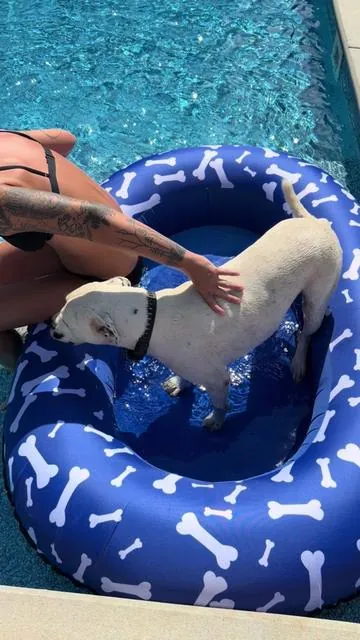 This cutie pie LOVESSSSSS his new float  #poolfloat #float #dogfloat #floating #reacuedog 