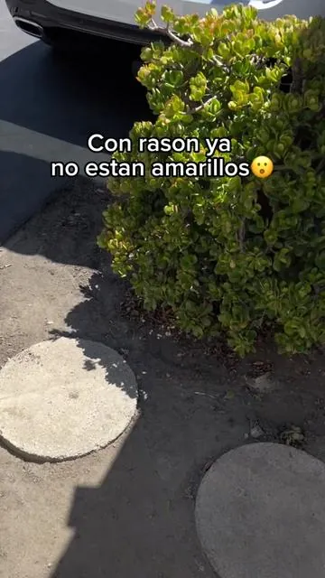 Lo uso es muy bueno para mis hongos en los pies #hongosenlospies #hongosenlasuñas #hongos #tiktokshop 