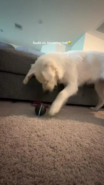she loved every second🤣 #puppy #goldenretriever 
