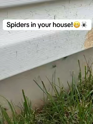 I’m keeping my house free of bugs with this! #insectrepellent #spiders #bugrepellent #homeimprovement #organic 