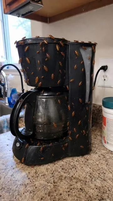 Click link below to save your home fast#cockroach #pest #tiktokshop #summervibe #pestcontrol 