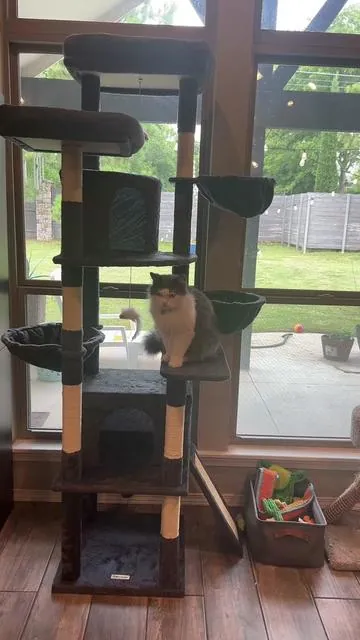 #cattree #cat #catsoftiktok #tiktok #fyp 