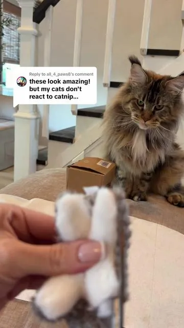 Replying to @all_4_paws8  I’m telling you please try these and tell me if your cat went nuts 😂 #catsoftiktok #cattoys #catnip #dealsforyoudays #SummerVibes 