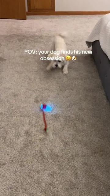 Best $10 I’ve spent 😅🐾 He runs, plays, and stays so busy with this little interactive toy. #dogtok #petsoftiktok #interactivepettoy #dogmom