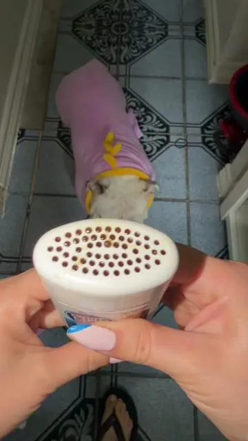 La realidad es que muchos perros necesitan cuidado dental, pero no todos se dejan cepillar 😭🐶 Por eso me gusta encontrar opciones que hagan la rutina más fácil. Bonnie cree que es un premio y yo feliz porque ayuda con el mal aliento y la acumulación de placa. #DogMom #BulldogLife #PetTok #DogProducts #DealsForYouDays 