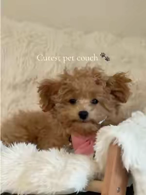 Cutest pet couch 🐾 #puppymusthaves #petmusthaves #PetsOfTikTok #petbed #petthings 