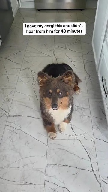He grabbed it and relocated to his office (the couch) #dogtok #corgi #puppy #dogsoftiktok #puppytok 