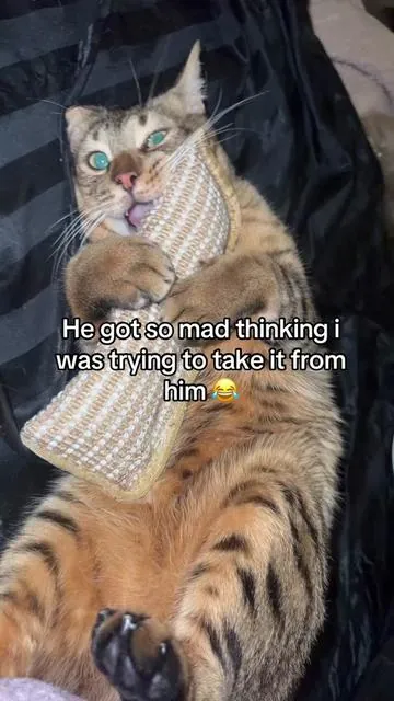 safe to say one the biggest hits so far with cat toys ! Mine are OBSESSED @Potaroma Pets 🥰#catsoftiktok #cat #cattoys 
